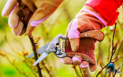 How to Prune Trees and Shrubs
