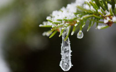 Protect Your Lawn, Garden, Trees, and Shrubs from Winter