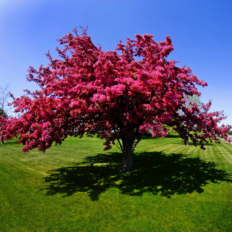 Choosing Native Ontario Plants for Your Garden - A Touch of Dutch ...