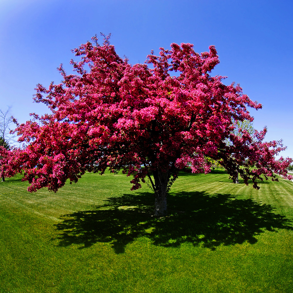 CrabApple Tree in Blooms - Native Trees of Ontario