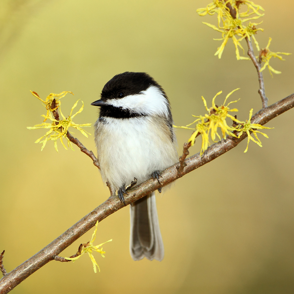 Witch Hazel & Chickadee - Native Plants of Ontario