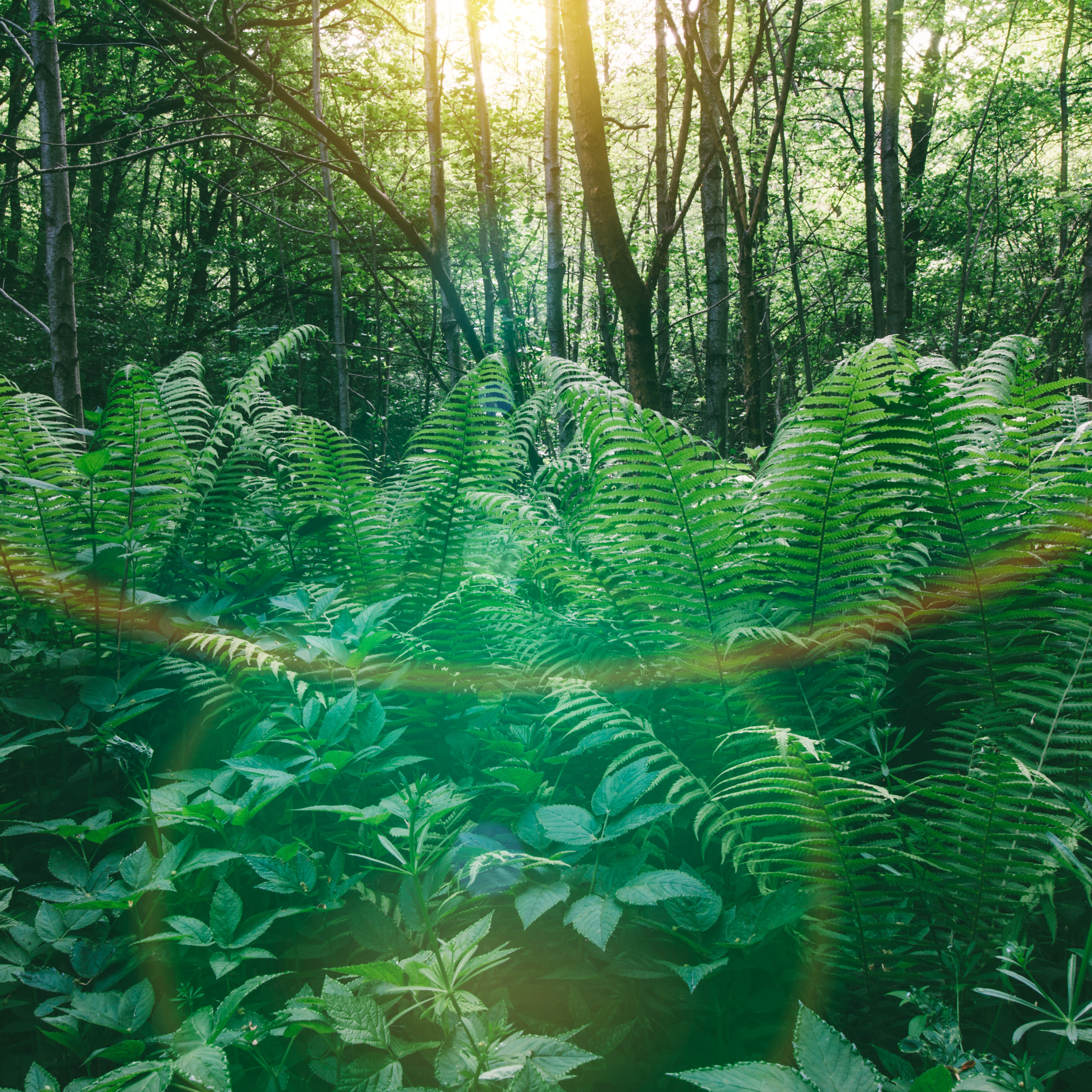 Ostrich Fern Plants - Native Plants of Ontario