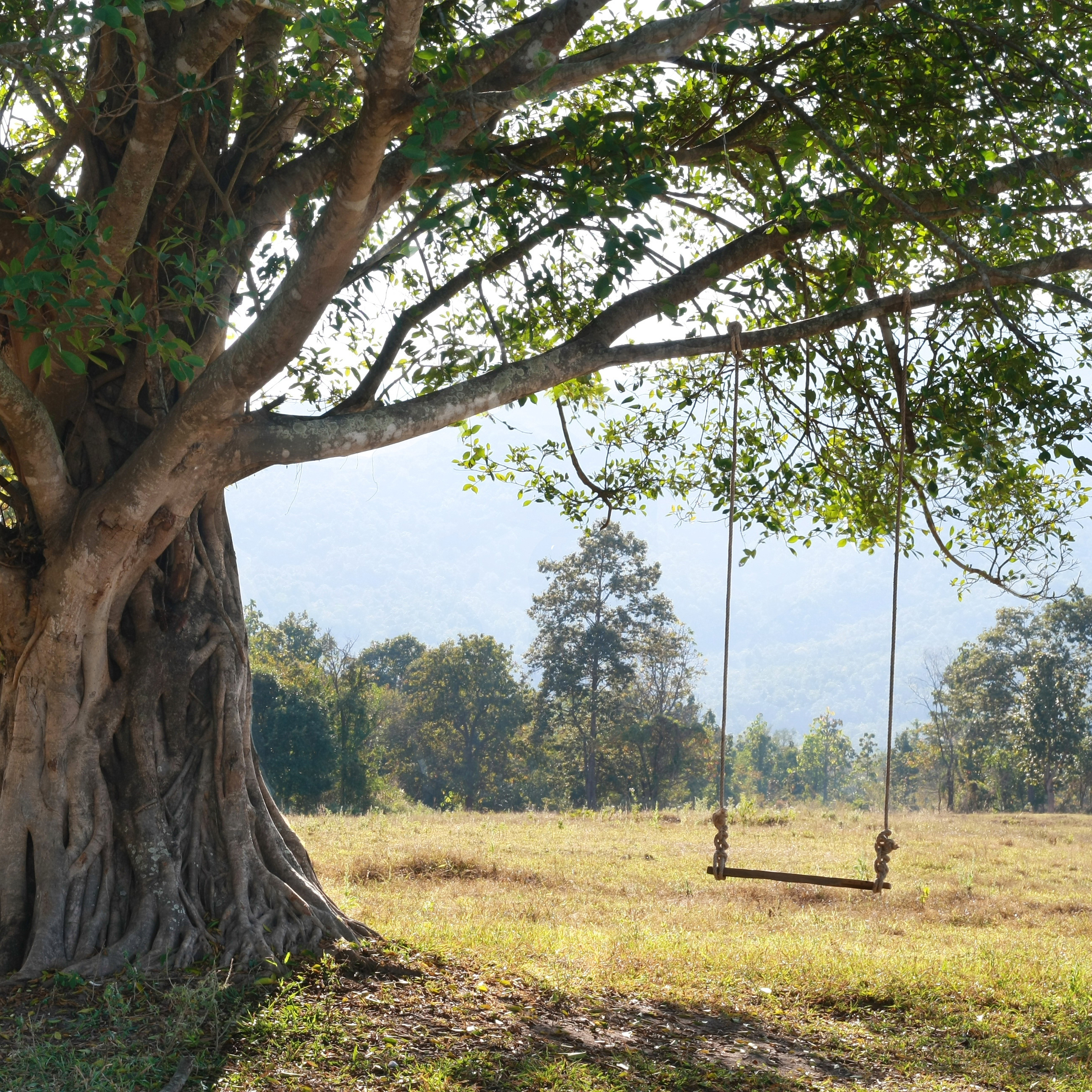 Native Trees of Ontario - Oak Tree