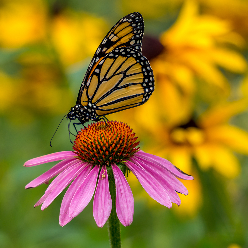 Echinacea & Monarch Butterfly - Native Plants of Ontario