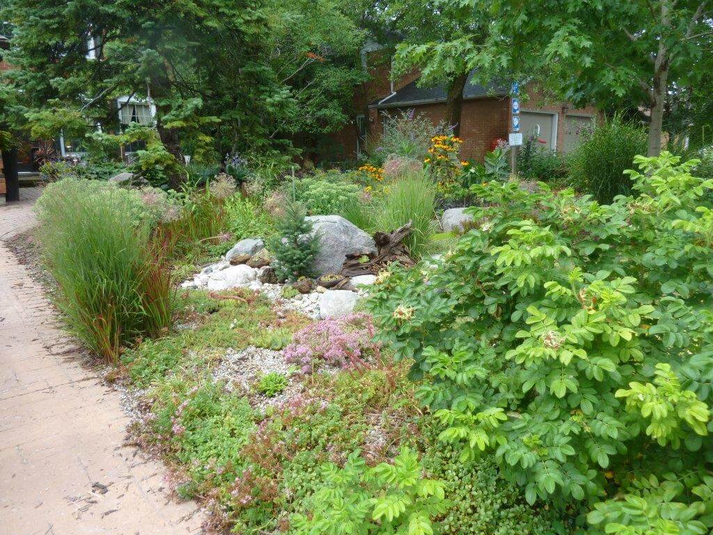 Native plants are naturally low-maintenance
