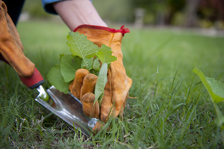 Controlling Weeds | A Touch of Dutch Landscaping & Garden Services