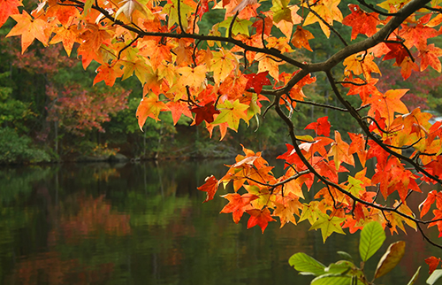 Fall colourful leaves maple