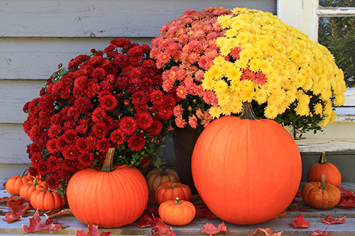 Colourful chrysthanthemums for fall decor