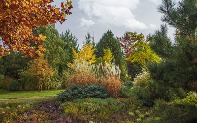 Fall Colour – Extending the Enjoyment of Your Gardens
