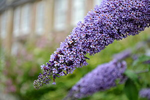 Butterfly Bush is a native Ontario plant