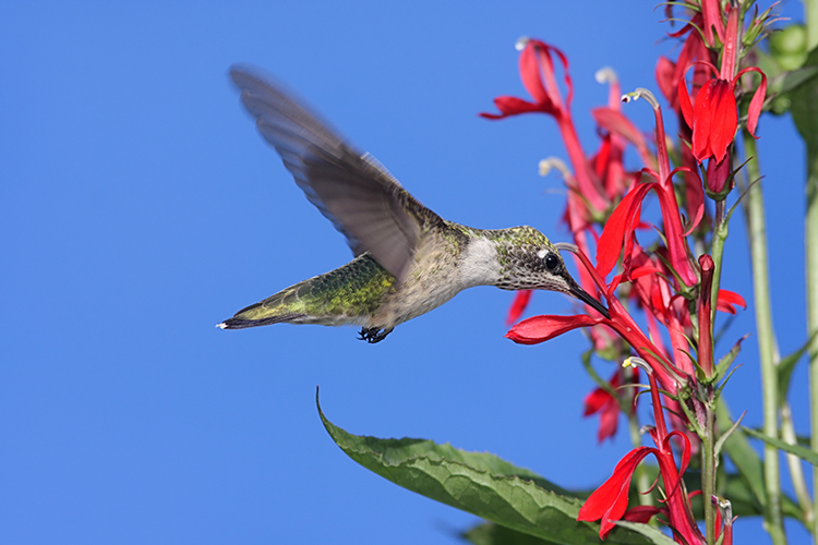 Why Choose Native Ontario Plants