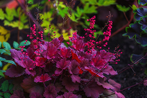 Coral Bells are a native Ontario plant that flowers in the late summer