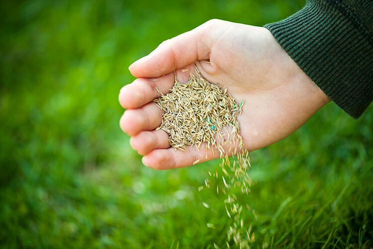 Lawn Care 101 – Choosing Grass Seed