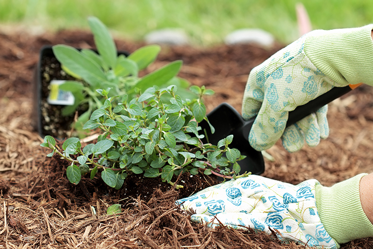 adding mulch to flowerbed garden cedar mulching