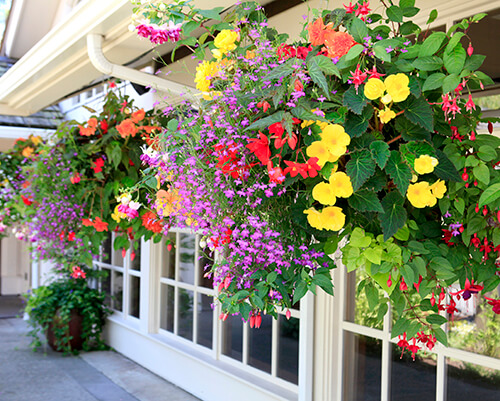 Hanging Baskets of Annual Flowers