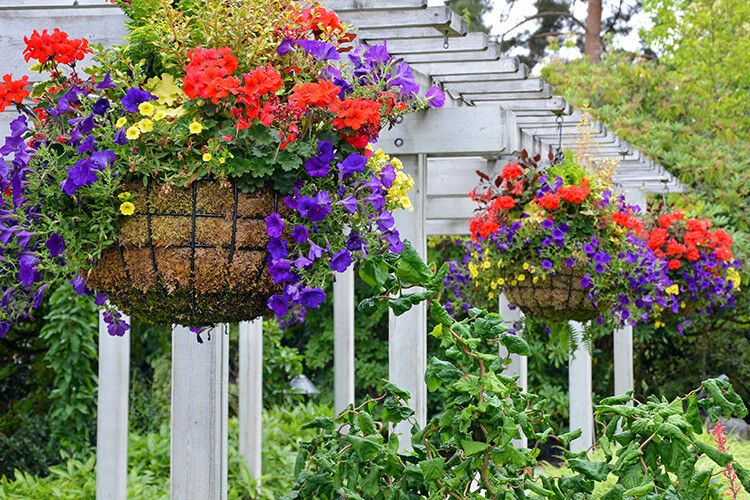 annual flowers southwestern ontario annuals cut back replace with perennial plants and flowers
