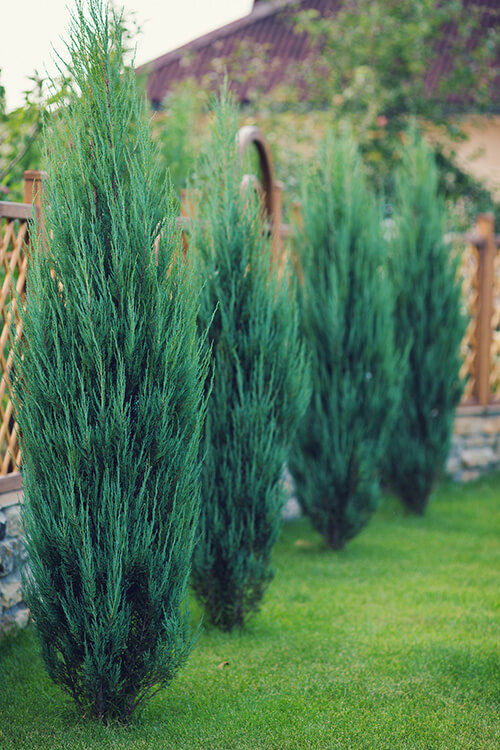 Add privacy with landscaping juniper hedge