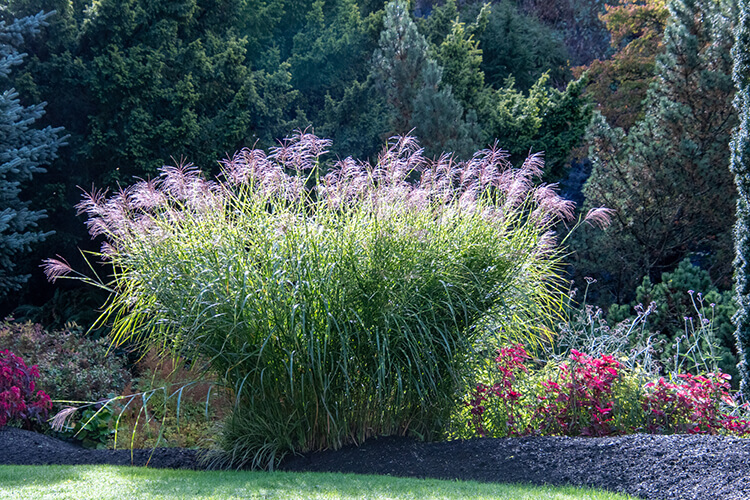 Add privacy with Miscanthus ornamental grass