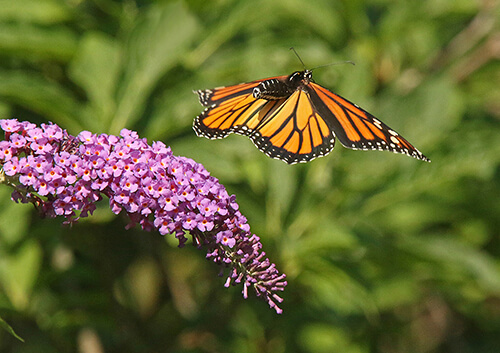 butterfly bush monarch summer color landscaping colourful perennials plants flowers trees shrubs