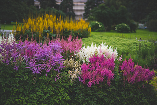 shrubs and perennials for shade gardens perennial astilbe