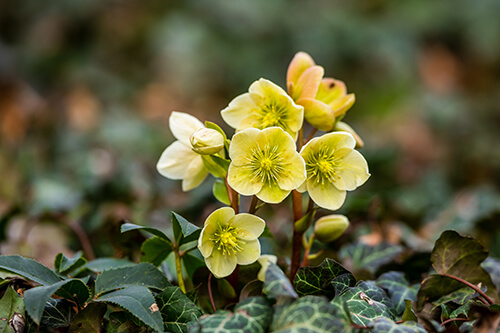 shrubs and perennials for shade gardens hellebore helleborus native perennial