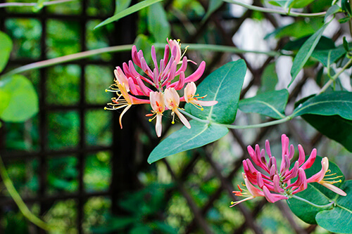 shrubs and perennials for shade gardens honeysuckle non-invasive flowers that attract hummingbirds