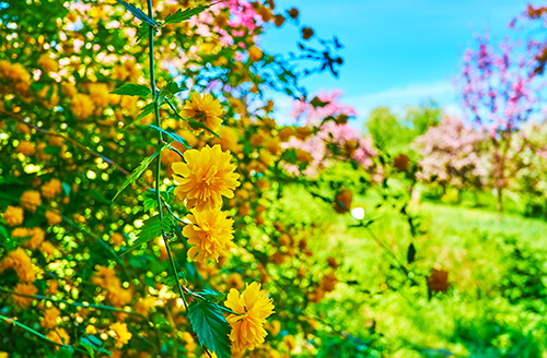 shrubs and perennials for shade gardens japanese rose perennial shrub bush