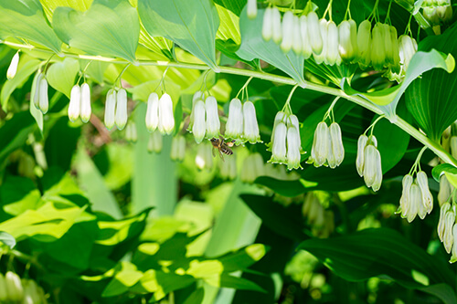 shady gardens shade-loving solomon's seal