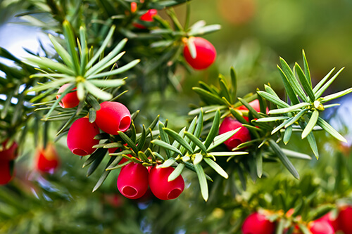 shady gardens shade-loving yew taxus canadensis evergreen native