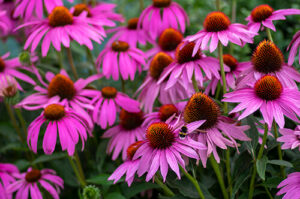 drought-tolerant perennials purple coneflowers