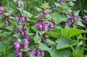 drought-tolerant perennials lamium