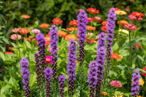 drought-tolerant perennials liatris blazing star