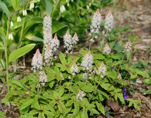 drought-tolerant perennials foam flower