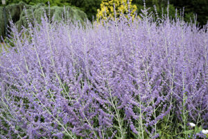 drought-tolerant perennials russian sage