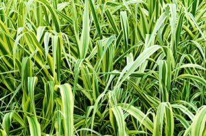 drought-tolerant perennials sedge carex