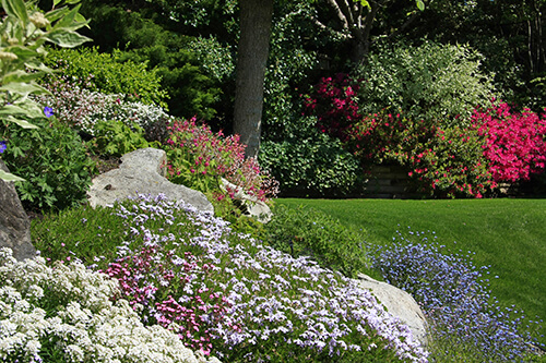 groundcover creeping phlox plant in full sun