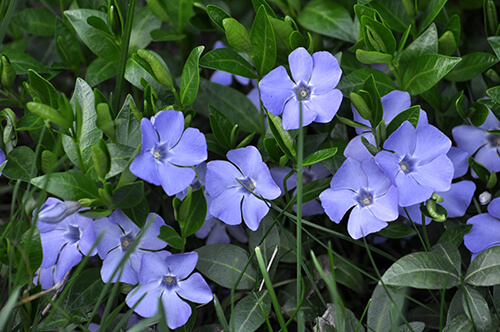 groundcover for shade periwinkle vinca