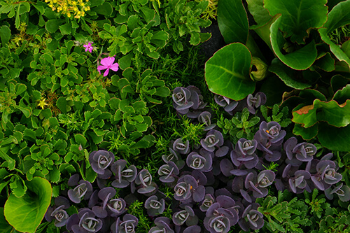 groundcover for sun stonecrop sedum