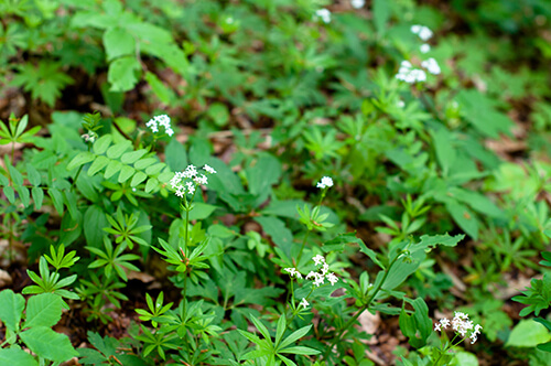 groundcover for shade sweet woodruff fern