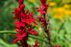 Add moisture tolerant perennials to wet areas cardinal flower lobelium cardinalis