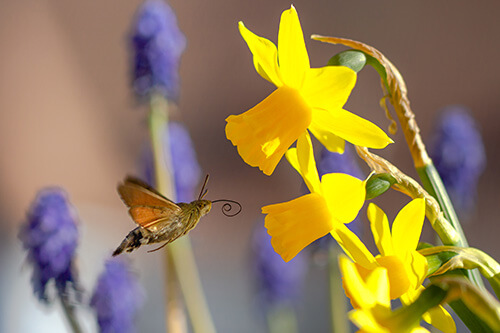 undisturbed flower garden hyacinth daffodils hummingbird moth
