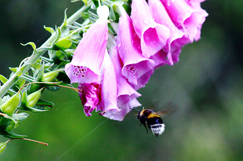 attract wildlife to your backyard with native plants foxglove bees pollinators