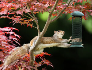 Many consider squirrels unwanted wildlife visitors. Eliminating food sources will help keep them at bay.