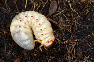 Grubs are a source of food for unwanted wildlife that may visit your backyard