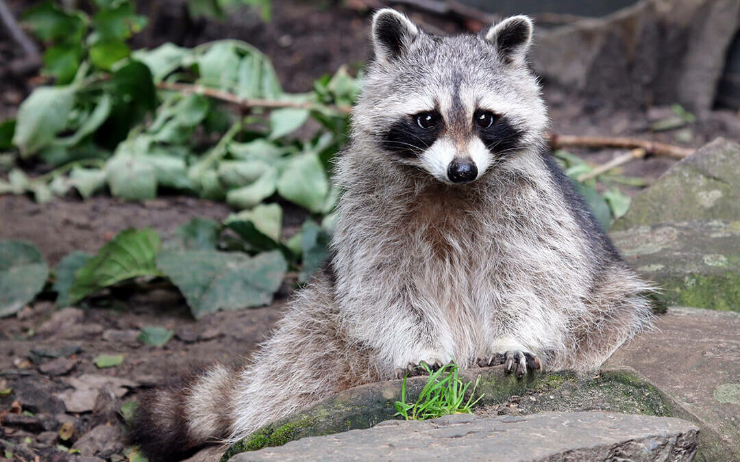 Discourage backyard wildlife like raccoons from your property with these techniques