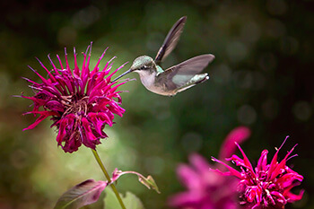 Bee balm smells wonderful and attracts pollinators