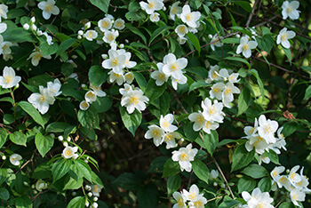 Mock Orange tree white flowers smell sweet and citrusy
