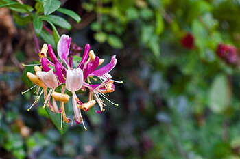 Honeysuckle smells sweet and attracts hummingbirds