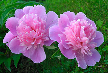 Peonies have a lovely fragrance