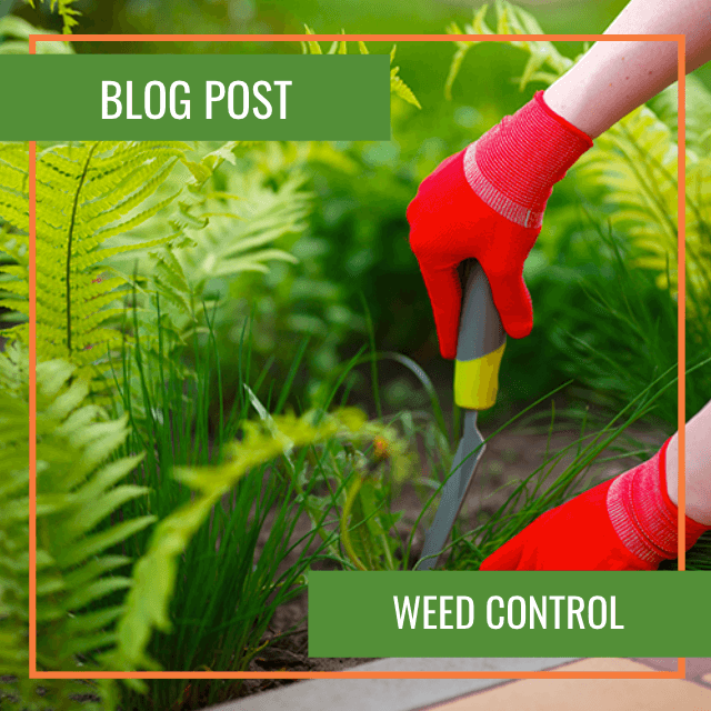 weed control blog post landscaping maintenance